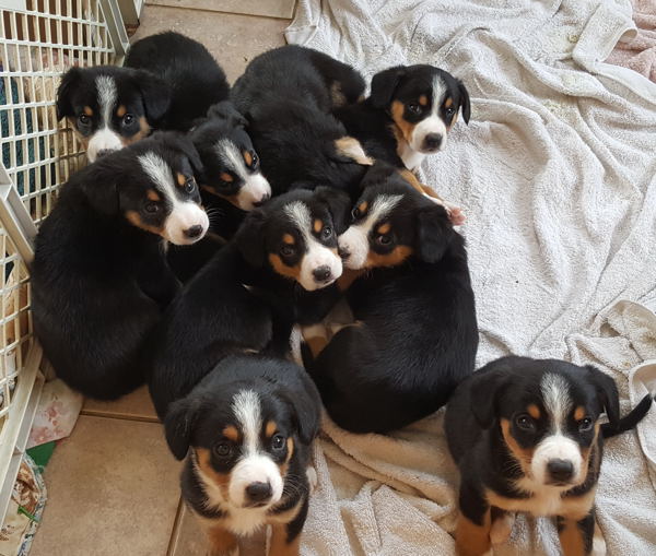 Entlebucher swiss mountain cattle dogs for sale in nm